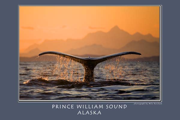 Poster_PWS_Whale